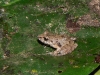 eleutherodactylus_discoidalis