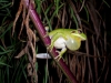 hypsiboas_andinus