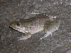 leptodactylus_chaquensis