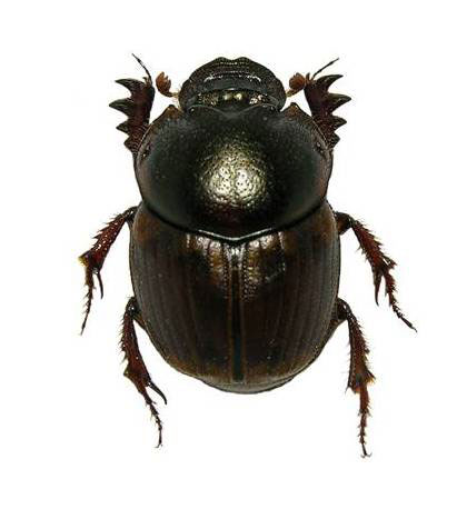 digitonthophagus-gazella_hembra