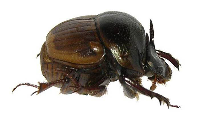 digitonthophagus-gazella_macho