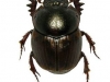 digitonthophagus-gazella_hembra