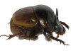 digitonthophagus-gazella_macho