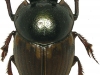 digitonthophagus_gazella