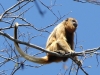 alouatta_caraya_hembra