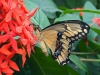 danaus_plexippus_megalippe