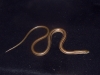 ophiodes_sp