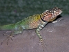 tropidurus_melanopleurus_macho