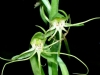 habenaria_sp